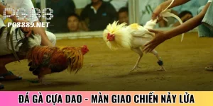 Đá Gà Cựa Dao - Quy Tụ Các Màn Giao Chiến Nảy Lửa