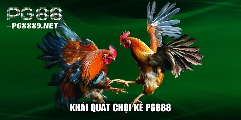 Khái quát vài nét về chọi kê PG888