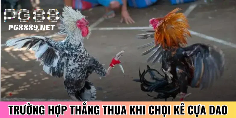 Quy định tính thắng thua khi chọi kê cựa dao