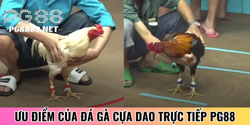 Ưu điểm nổi bật trực tiếp đá gà cựa dao PG88